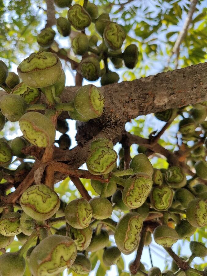 Heptapleurum calyptratum fruit