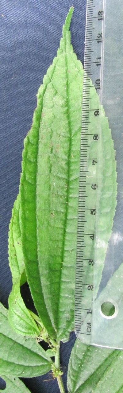 Boehmeria ulmifolia leaf