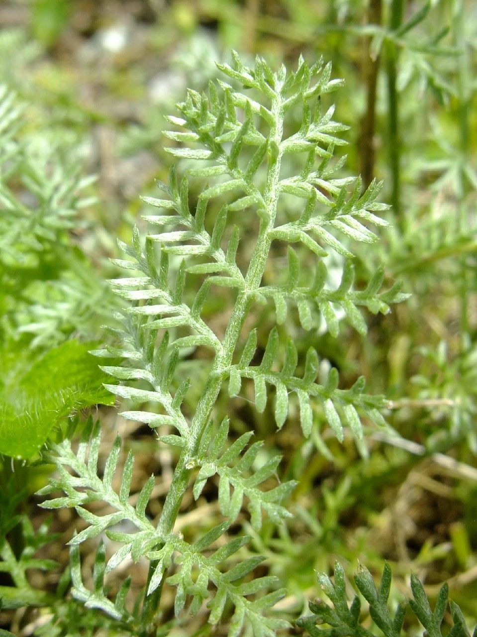 Anthemis marschalliana — search result for 'Anthemis'