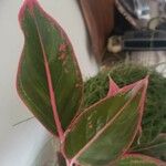 Aglaonema commutatum