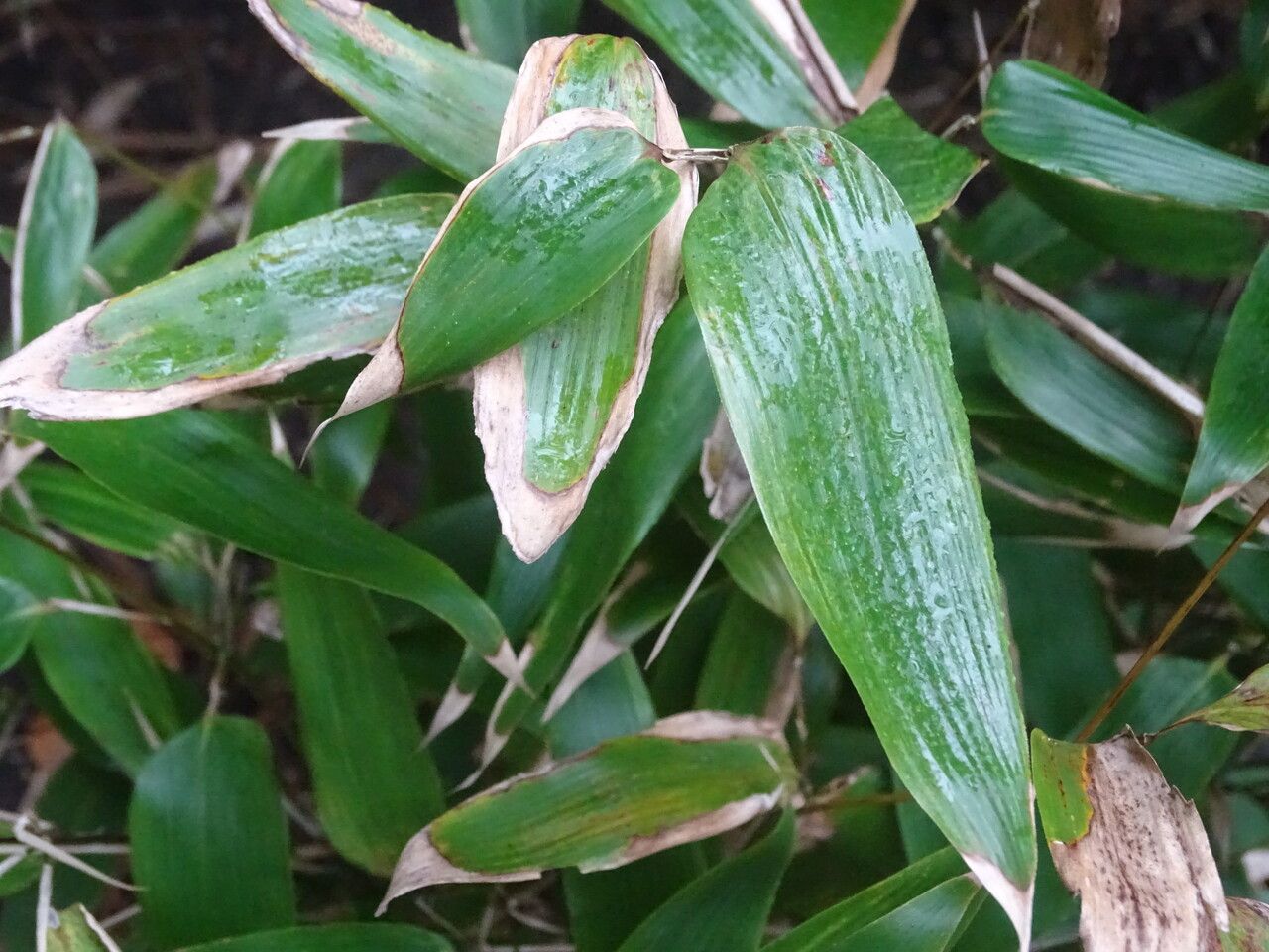 Shibataea nanpingensis — related species from the same genus