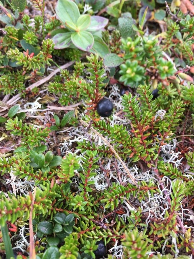 Empetrum nigrum fruit