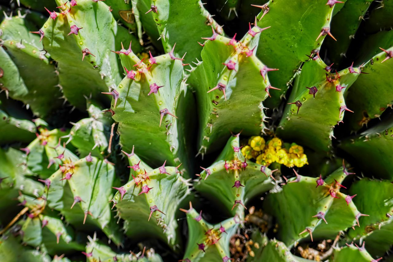 Euphorbia confinalis bark