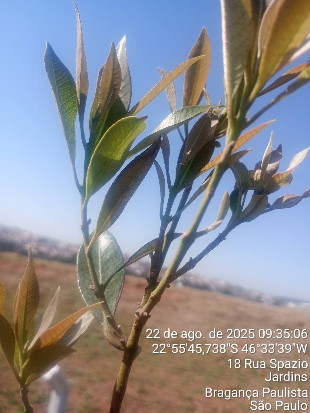 Byrsonima sericea leaf