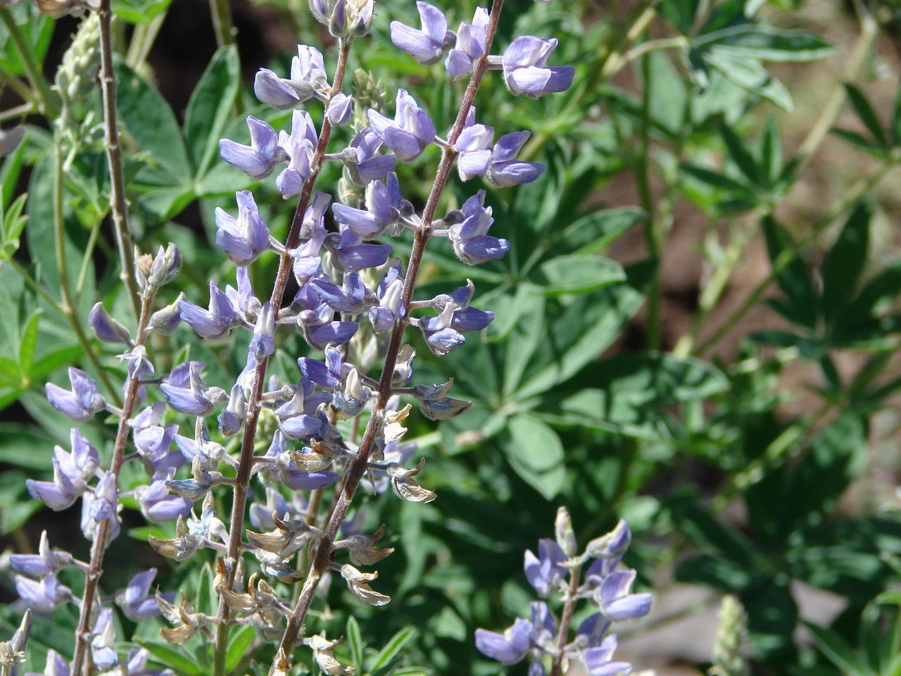 Lupinus sericeus flower