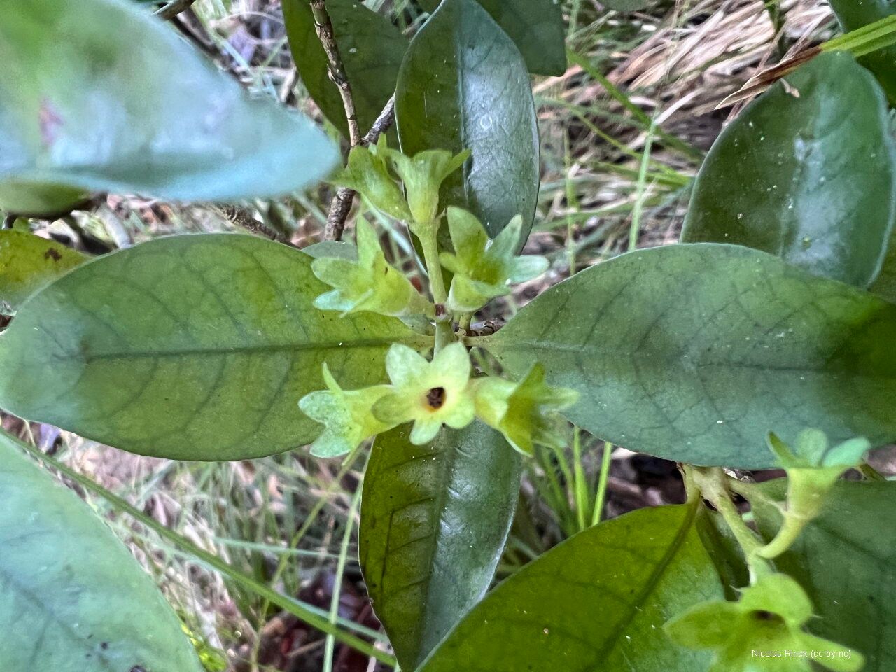 Psychotria nekouana flower