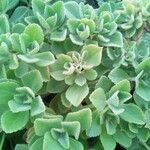 Plectranthus amboinicus