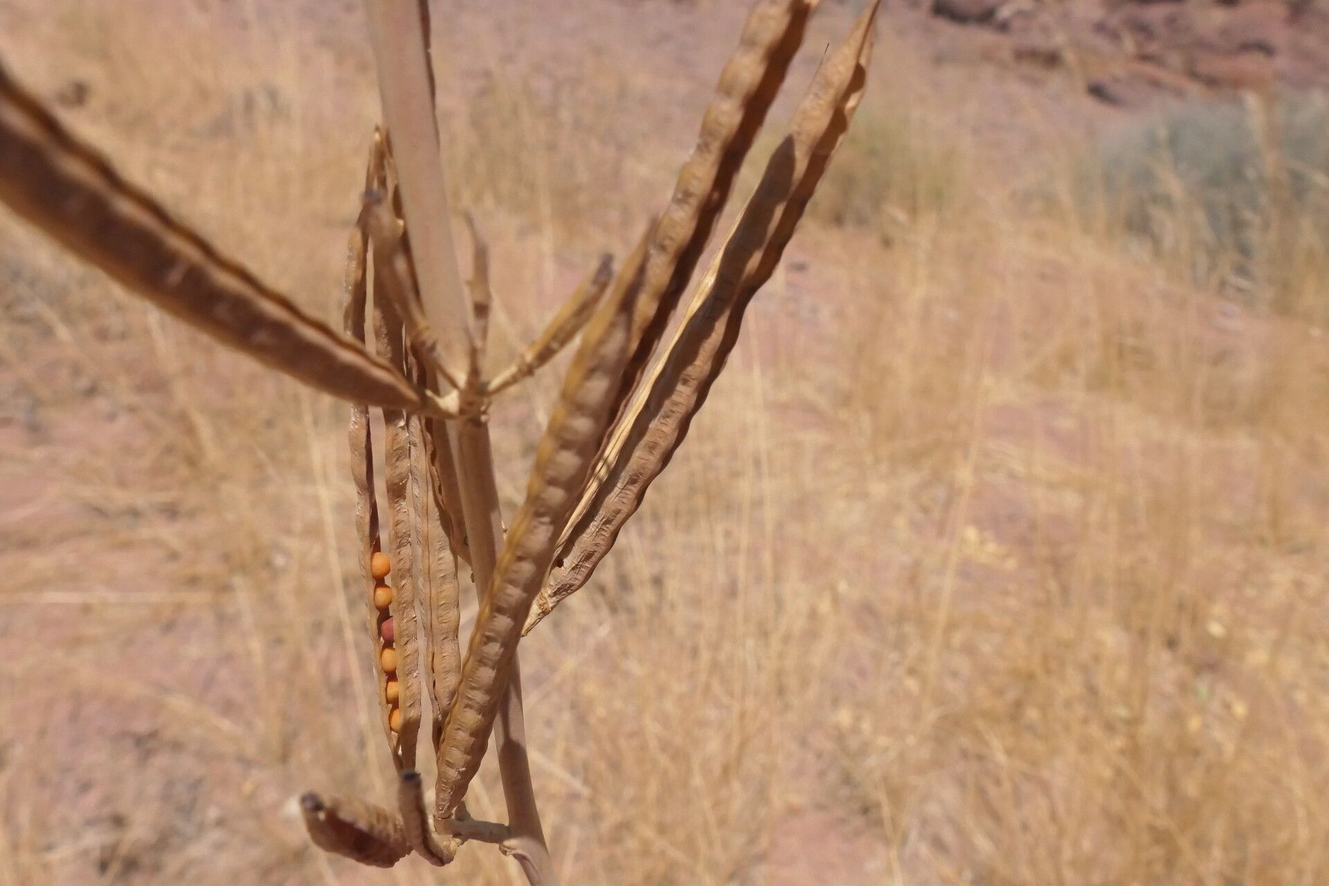 Sesbania sphaerocarpa — search result for 'Sesbania'