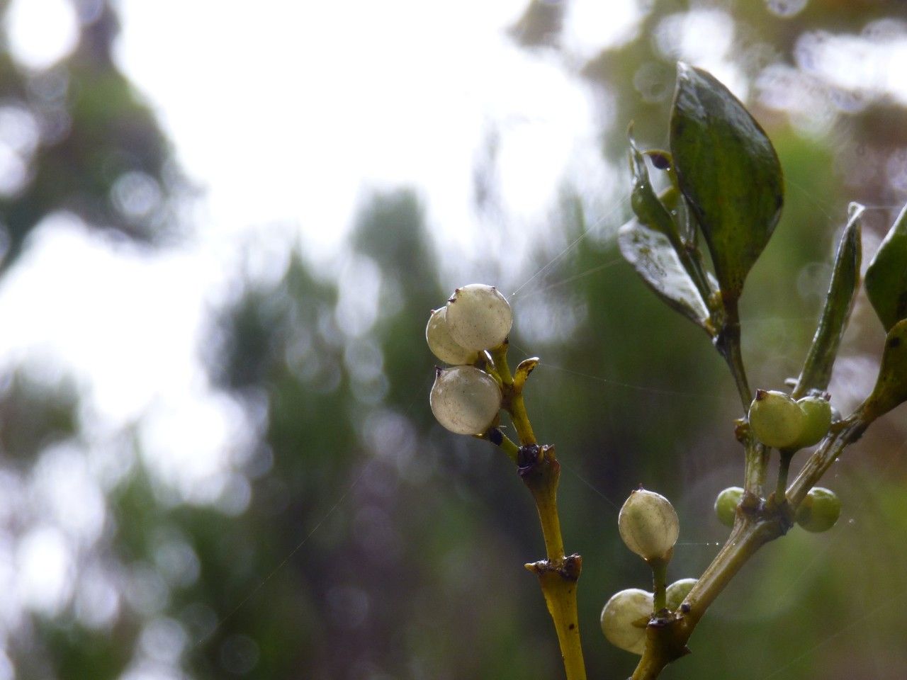 Viscum triflorum fruit