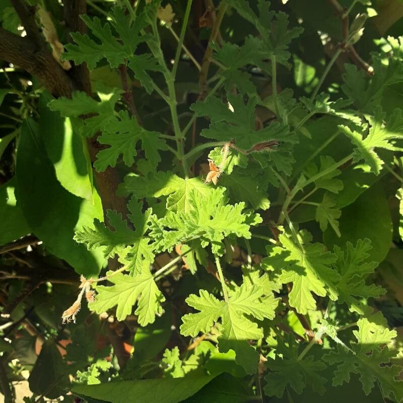 Pelargonium citronellum leaf