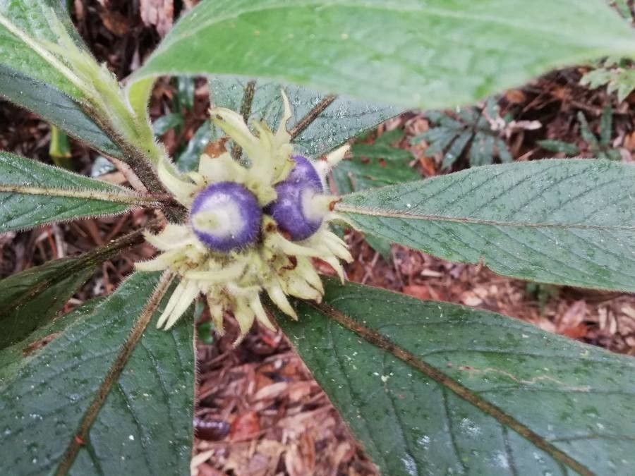 Psychotria vieillardii — houseplant care guide