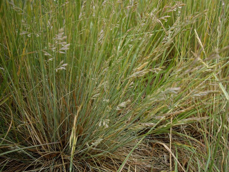 Festuca valesiaca habit