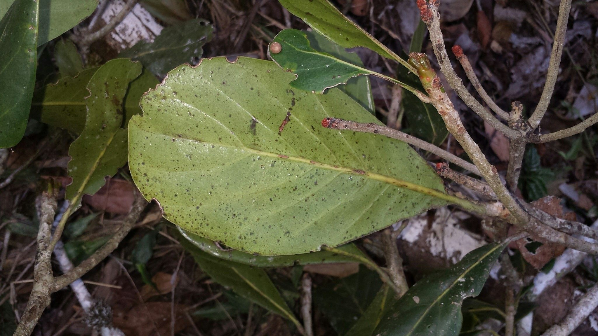 Uapaca louvelii leaf