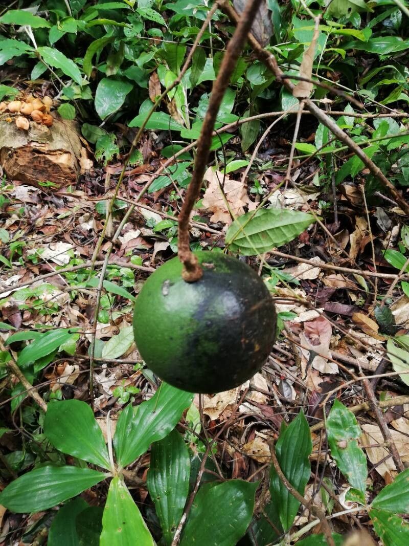 Strychnos aculeata — related species from the same genus