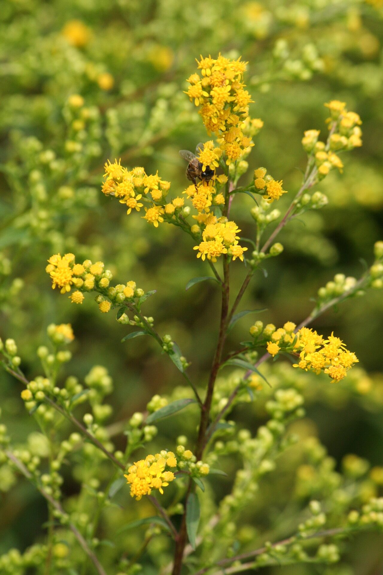 Solidago uliginosa flower