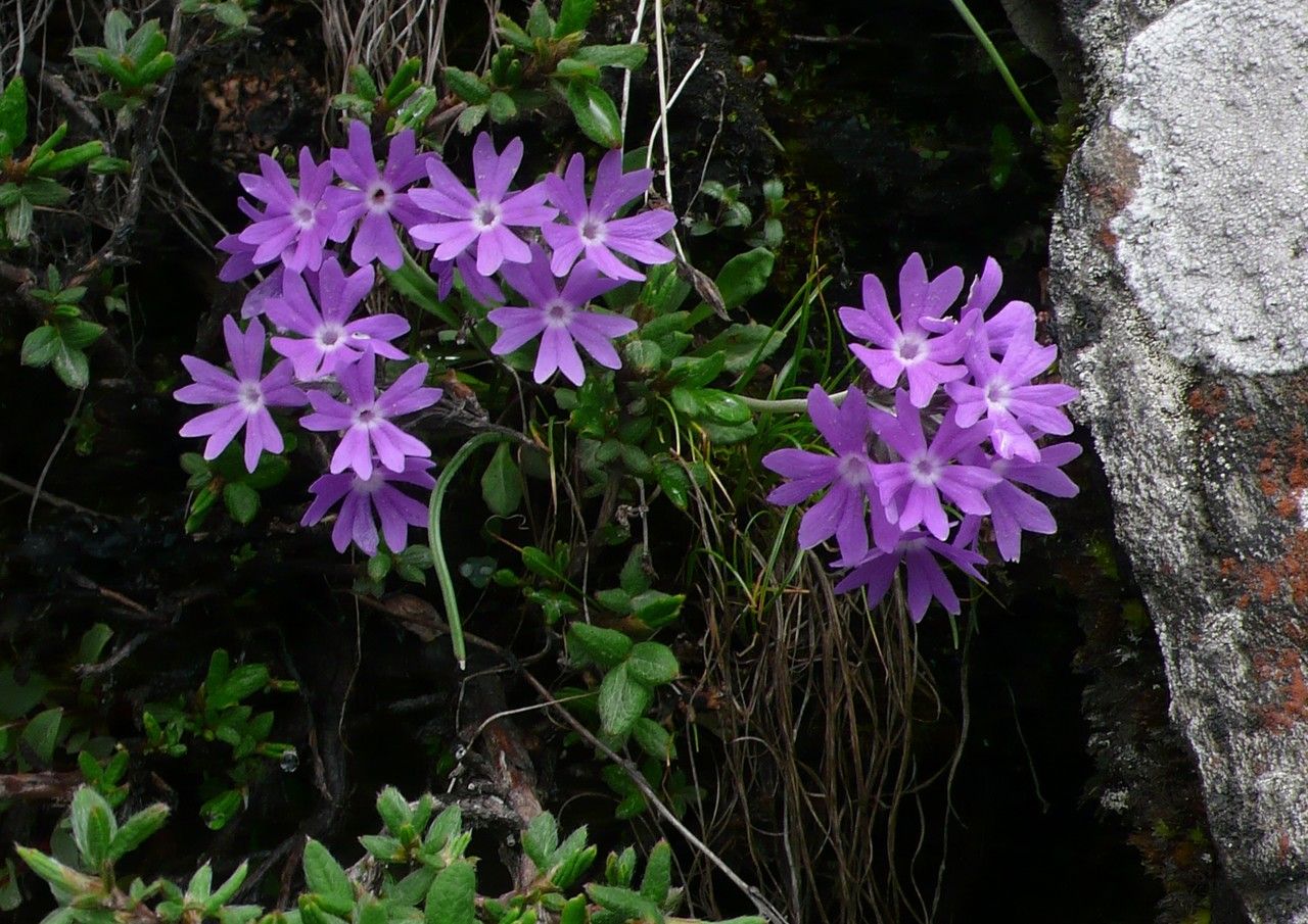 Primula nutans flower