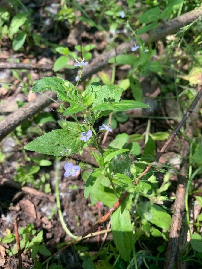 Veronica americana leaf