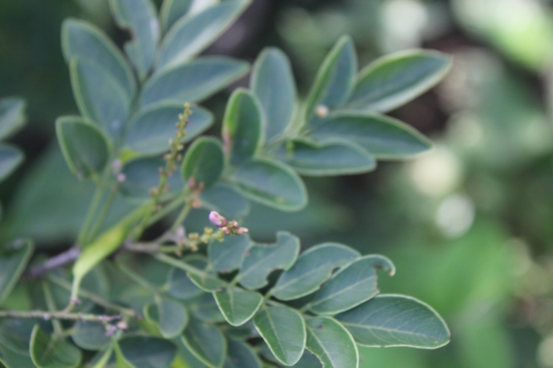 Lonchocarpus lanceolatus flower