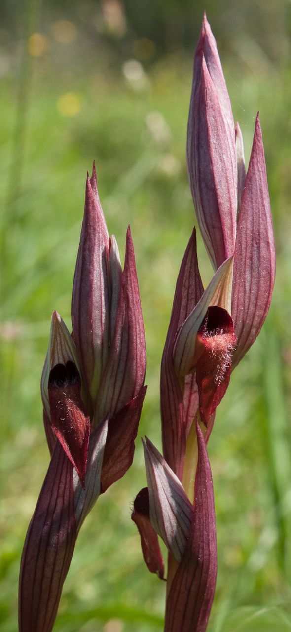 Serapias bergonii — related species from the same genus