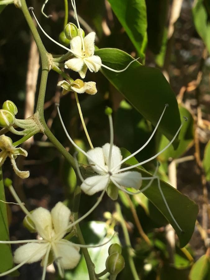 Capparis quiniflora flower