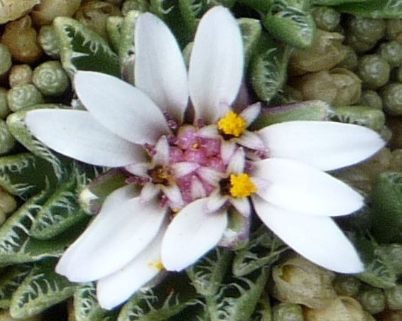 Werneria pectinata flower