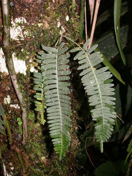 Pleopeltis furfuracea — houseplant care guide