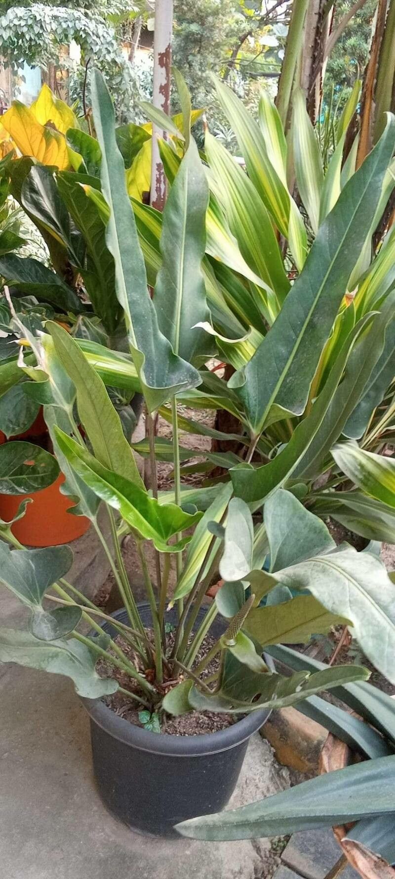 Anthurium machetioides — houseplant care guide