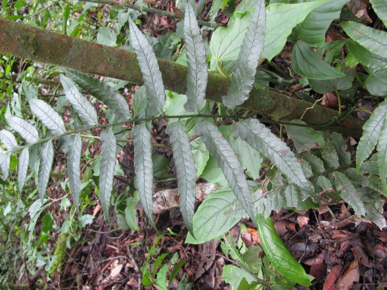 Diplazium werckleanum leaf