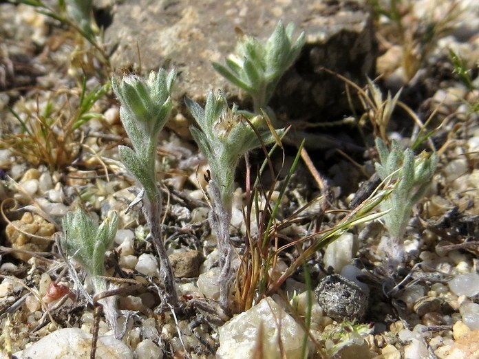 Stylocline citroleum habit