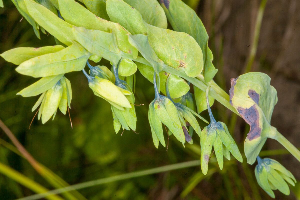 Cerinthe glabra fruit