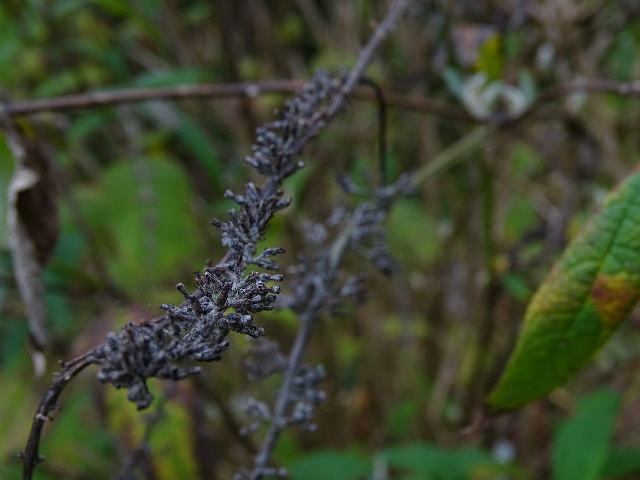 Buddleja albiflora flower