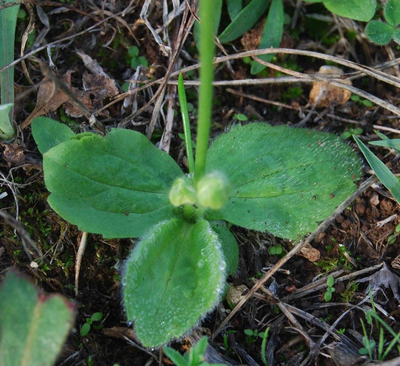 Ranunculus bullatus — search result for 'Ranunculus'