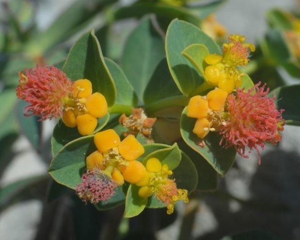 Euphorbia fragifera flower