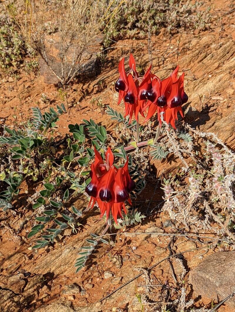 Swainsona formosa habit