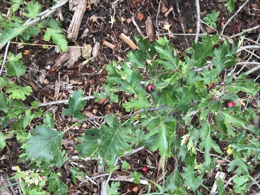 Crataegus songarica — search result for 'Crataegus'