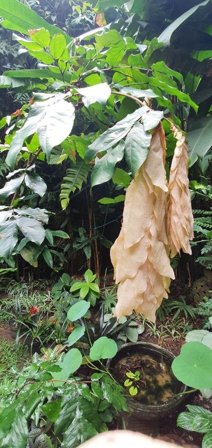 Cynometra grandiflora leaf