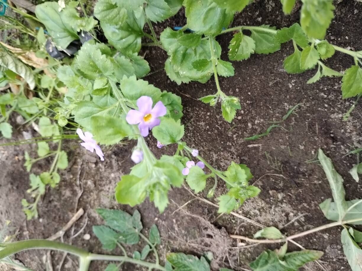 Justicia cordata — search result for 'Justicia'