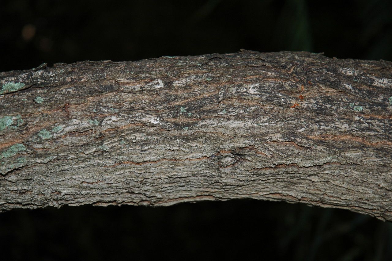 Myoporum sandwicense bark