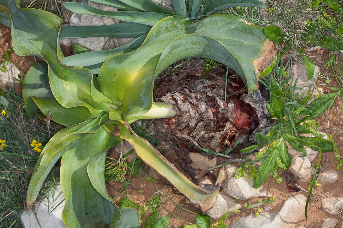 Drimia glaucophylla — search result for 'Drimia'