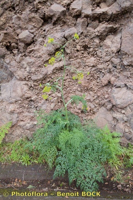 Ferula latipinna habit