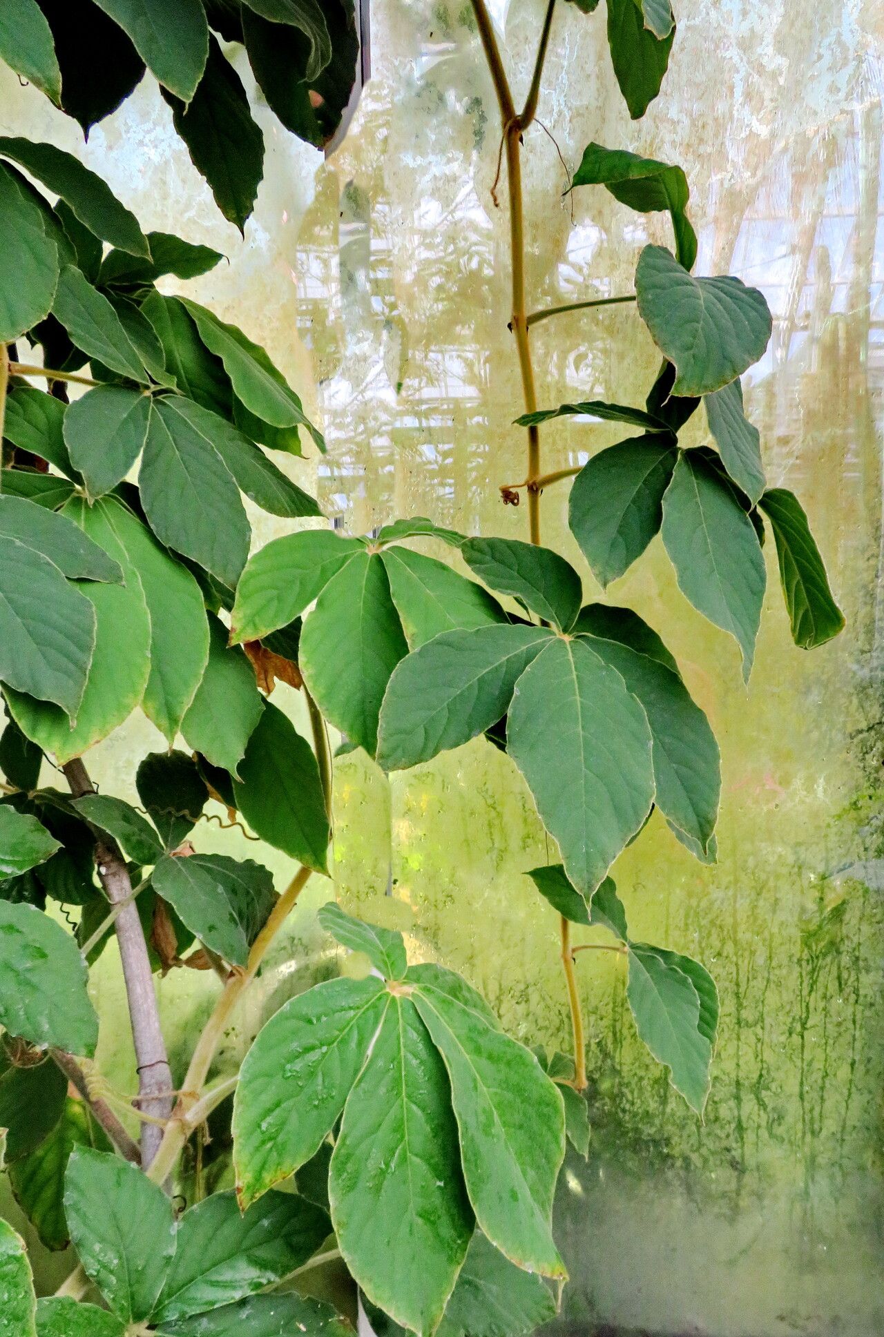 Tetrastigma obovatum habit