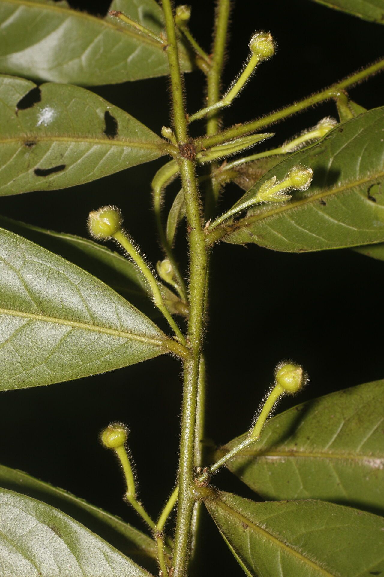 Guatteria tomentosa fruit