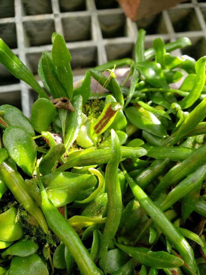 Drymoglossum microphyllum fruit