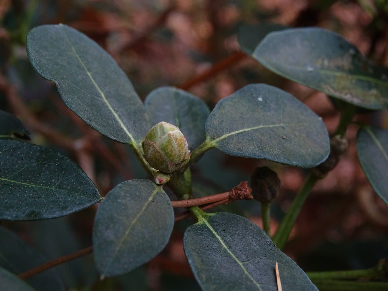 Rhododendron oreotrephes flower