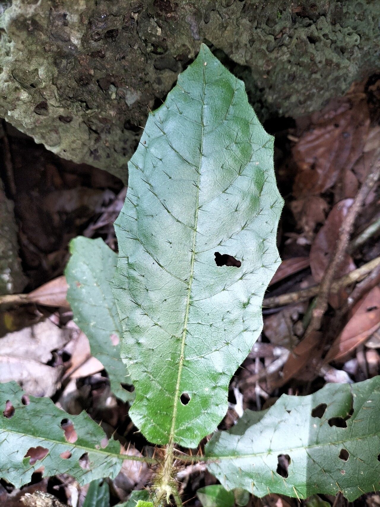 Solanum macoorai leaf