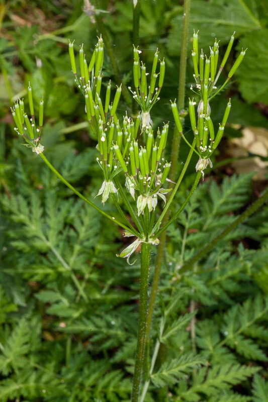 Chaerophyllum villarsii fruit