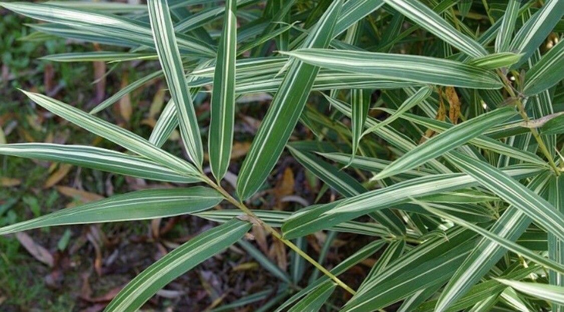 Pleioblastus fortunei leaf