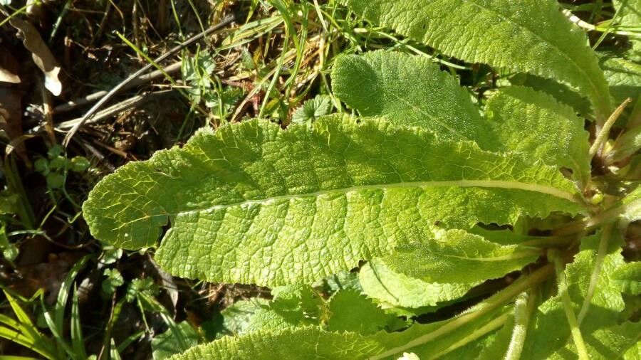 Primula elatior leaf