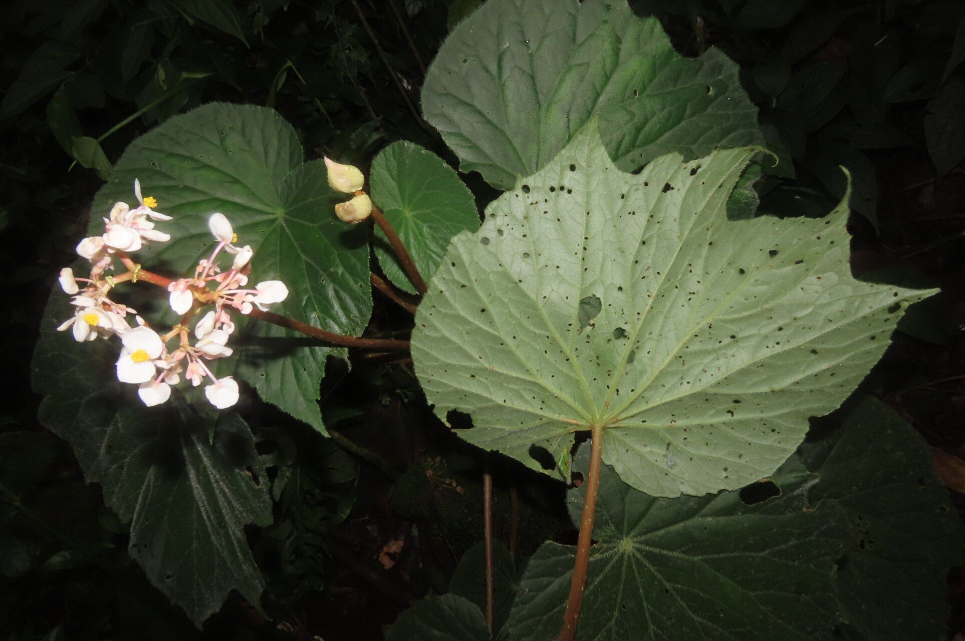 Begonia broussonetiifolia leaf