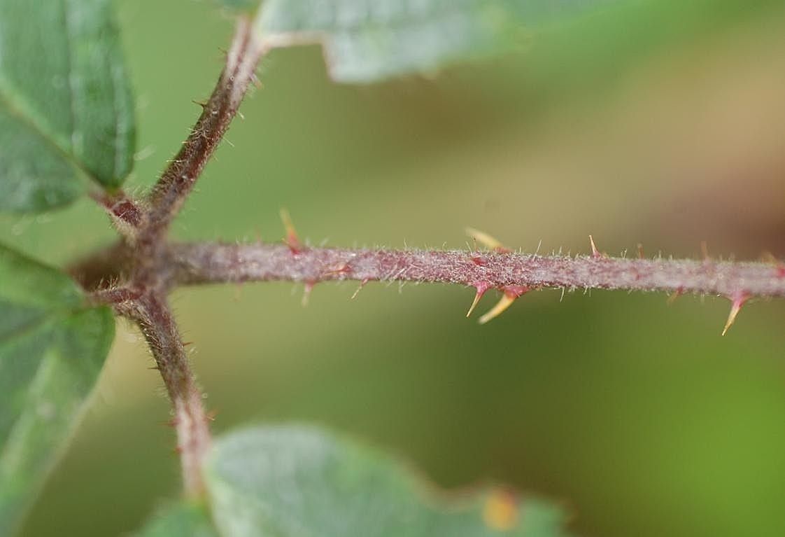 Rubus atrovirens bark